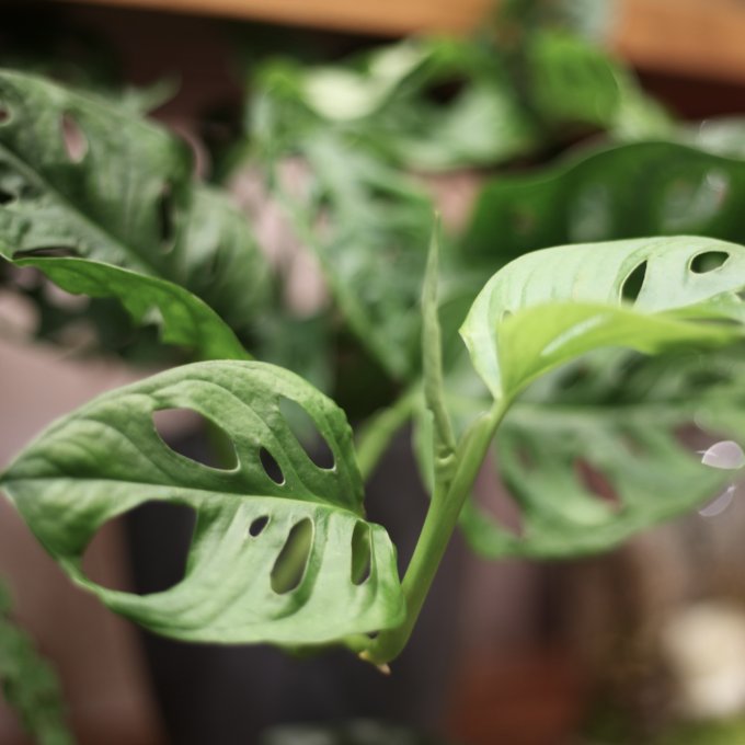 Monstera adansonii